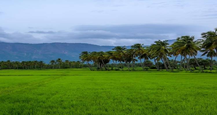 5 Days of Bandipur National Park with Wayanad(ALL INCLUSIVE) - Travel Con 7