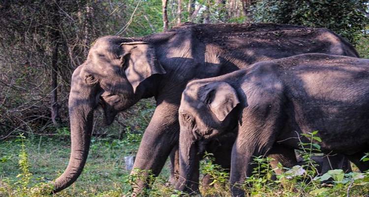 5 Days of Bandipur National Park with Wayanad(ALL INCLUSIVE) - Travel Con 8