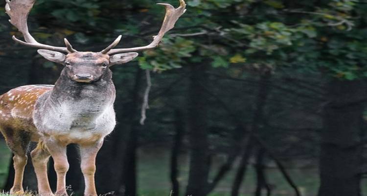 5 Days of Bandipur National Park with Wayanad(ALL INCLUSIVE) - Travel Con 10