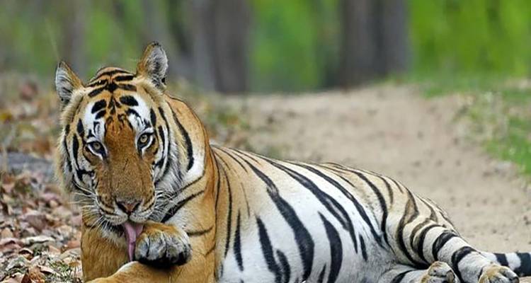 An Enthralling 13 Days of Popular Indian Tiger Safari with Taj Mahal(ALL INCLUSIVE) - Travel Con 10