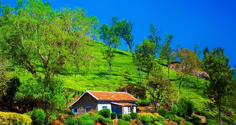 Revel in the Natural Beauty: A 4-day Bandipur Tour with Ooty and Coonoor(ALL INCLUSIVE) - Travel Con 2