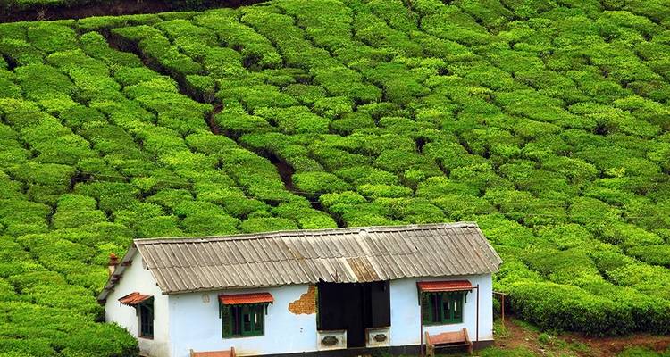 Revel in the Natural Beauty: A 4-day Bandipur Tour with Ooty and Coonoor(ALL INCLUSIVE) - Travel Con 3