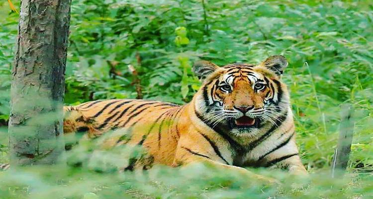 An Emberacing 14 Days Cultural Tour Package with Wildlife of India: Once in a Lifetime Experience!(ALL INCLUSIVE) - Travel Con 2