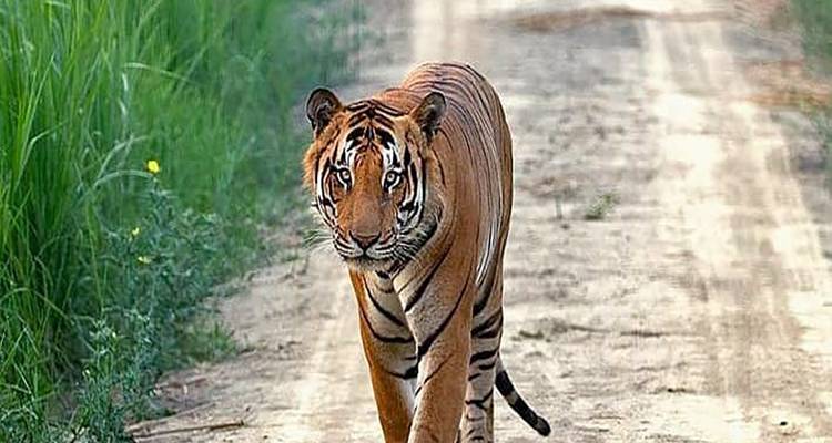 An Emberacing 14 Days Cultural Tour Package with Wildlife of India: Once in a Lifetime Experience!(ALL INCLUSIVE) - Travel Con 7