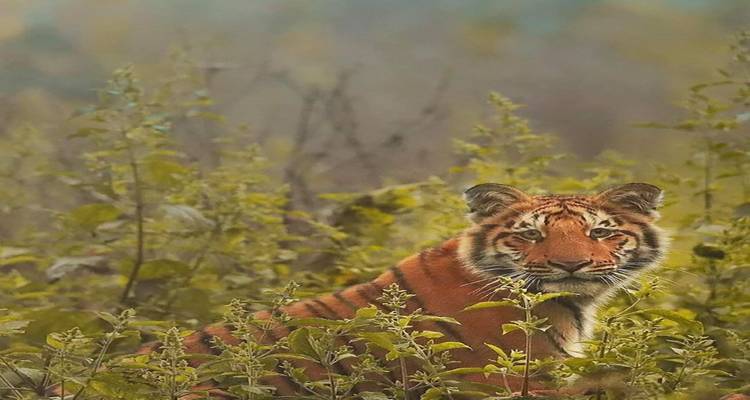 10 Days of Rajasthan Wildlife Tour with Taj Mahal(ALL INCLUSIVE) - Travel Con 9