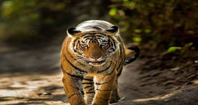 5 Days Jaipur Ranthambore Tour Package with Chittorgarh – A Journey to Remember(ALL INCLUSIVE) - Travel Con 7