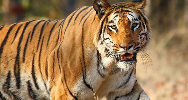 5 Days Jaipur Ranthambore Tour Package with Chittorgarh – A Journey to Remember(ALL INCLUSIVE) - Travel Con 8