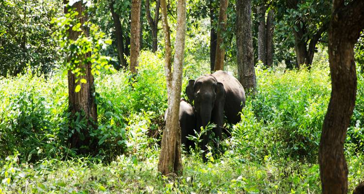 Ein Elefant mit einem Elefantenbaby in einem Waldgebiet.