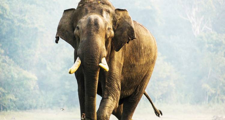 Ein Elefant mit großen Stoßzähnen, der auf die Kamera zuläuft.