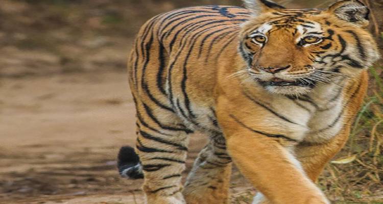 “Experience the Mystique: A 6 Days Tour of Jim Corbett with Nainital"(ALL INCLUSIVE) - Travel Con 10
