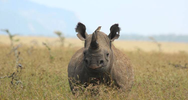 Découvrir le majestueux Masai Mara - Ecovibe Millennials Safaris  3