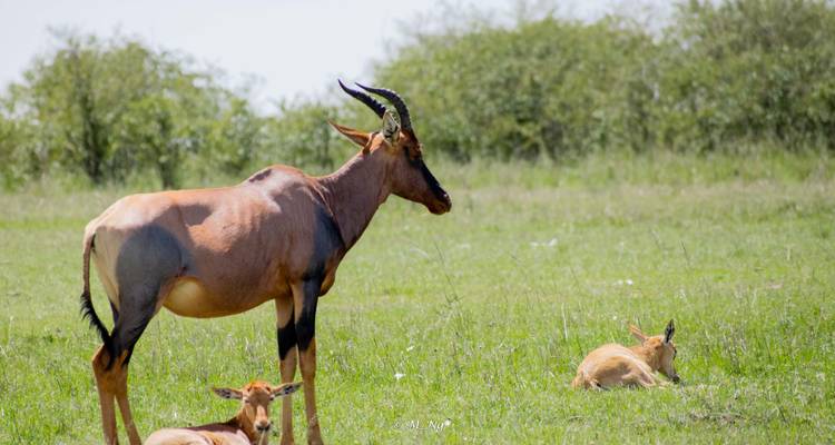 Découvrir le majestueux Masai Mara - Ecovibe Millennials Safaris  4