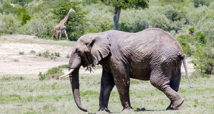 Découvrir le majestueux Masai Mara - Ecovibe Millennials Safaris  6