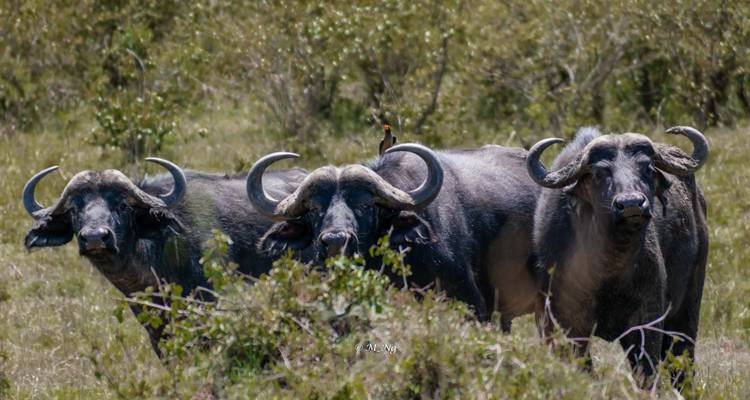 Découvrir le majestueux Masai Mara - Ecovibe Millennials Safaris  7