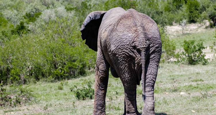 Best Multi Generational Safari: Samburu/Solio/Lake Nakuru & Masai Mara - Ecovibe Millennials Safaris  2