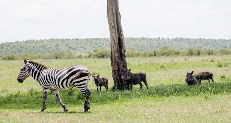 Best Multi Generational Safari: Samburu/Solio/Lake Nakuru & Masai Mara - Ecovibe Millennials Safaris  6