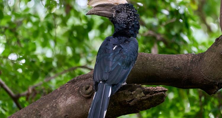 A bird perched on a tree branch with green leaves around.