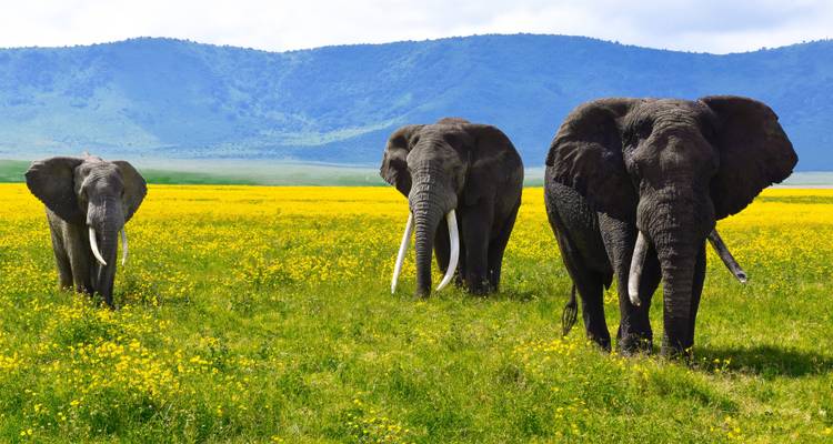 Three elephants walking in a field of yellow flowers with mountains in the background.
