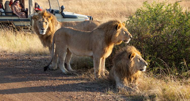 Gruppe von Löwen, die sich in der Nähe eines Safari-Fahrzeugs ausruhen.