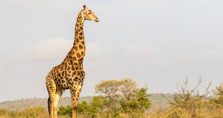 Giraffe, die in einem Grasland steht.