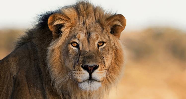 Inoubliable safari de 4 jours dans le parc national de Nyerere - Safari 56  2