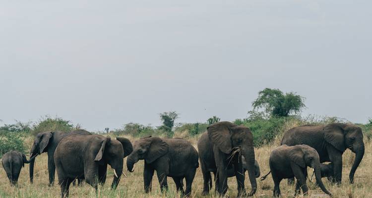 Inoubliable safari de 4 jours dans le parc national de Nyerere - Safari 56  4