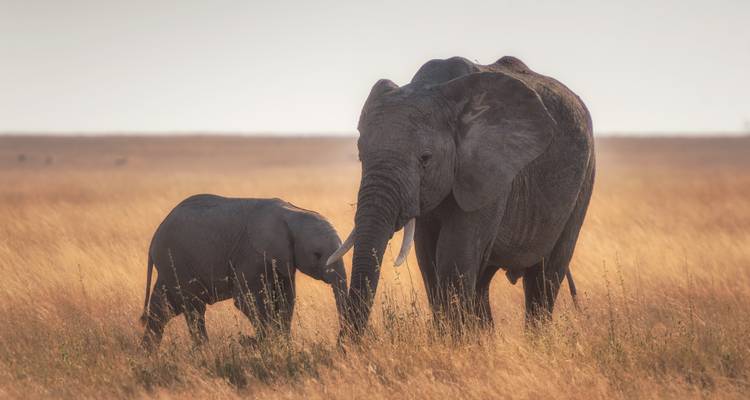 Elephant mother and calf standing in a sunlit savannah.