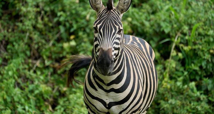 Close-up of a zebra in front of lush greenery.