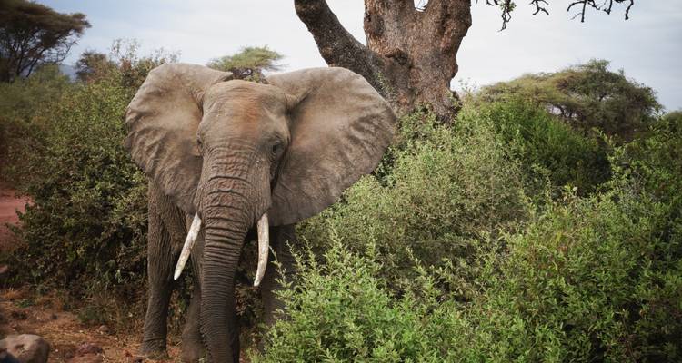 Elephant standing near bushes in natural habitat.