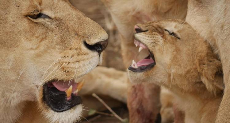 Close-up of lioness and yawning cub touching muzzles in the savannah.