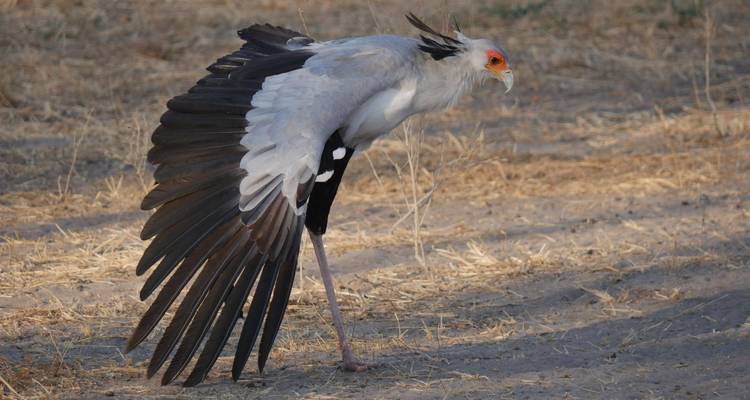 Secretary bird with wings partly spread standing on dry grassland.