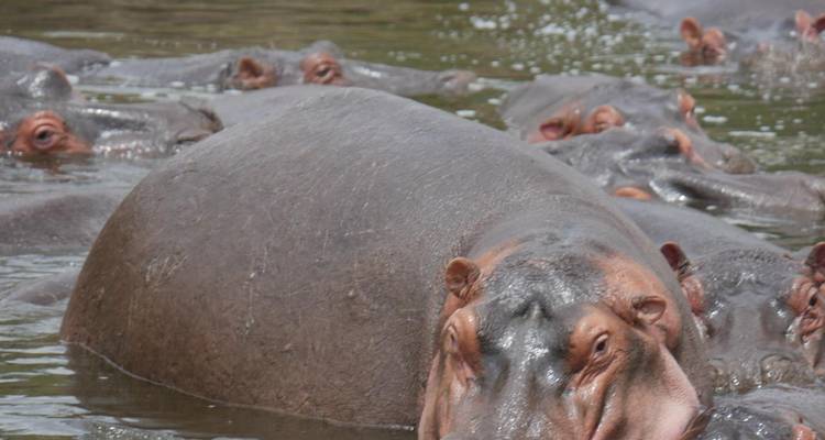 Group of hippos submerged in a muddy river, large one in foreground.