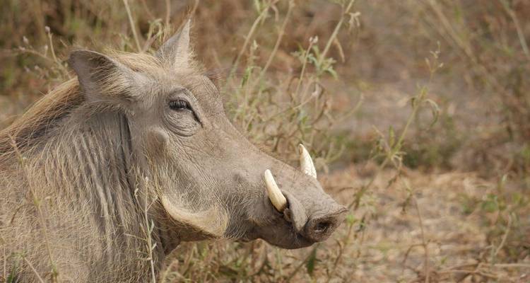 Side profile of warthog in dry scrubland showing curved tusks.