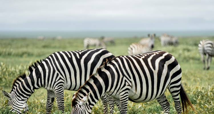 Safari de 3 jours dans le parc national de Mikumi - Faune et paysages - Safari 56  1
