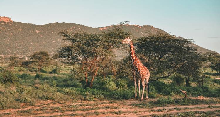 Safari de 3 jours dans le parc national de Mikumi - Faune et paysages - Safari 56  9