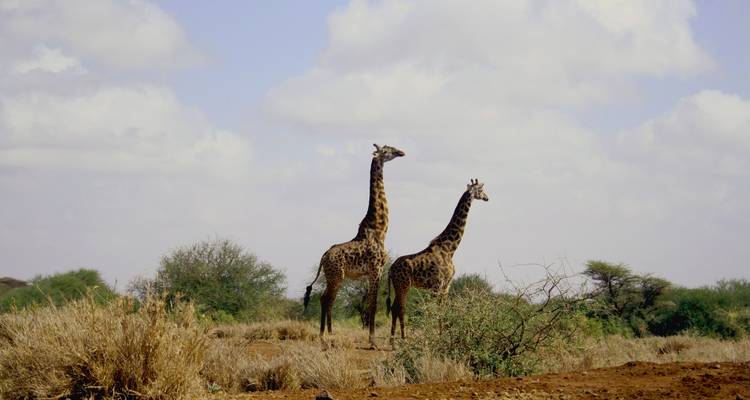 Twee giraffen die in de wildernis staan.