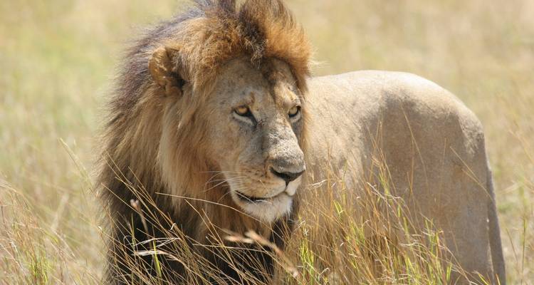 An adult lion standing in grass.