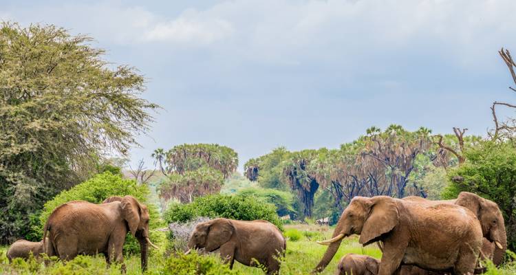 A group of elephants amidst greenery.