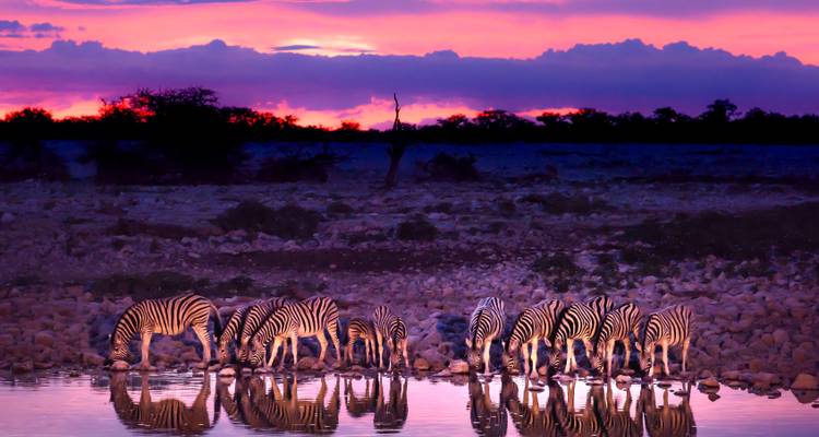 Zèbres buvant de l'eau avec un coucher de soleil coloré en arrière-plan.