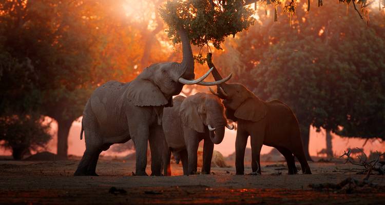 Trois éléphants sous la lumière éclatante du soleil.