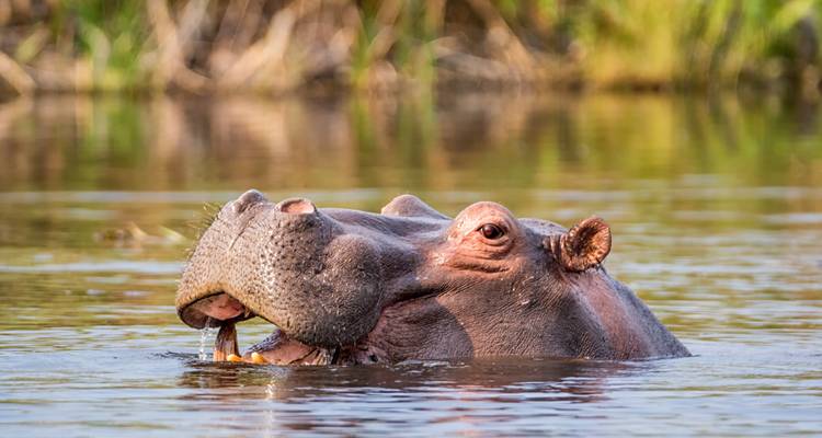 Un hippopotame dans l'eau avec la gueule ouverte.