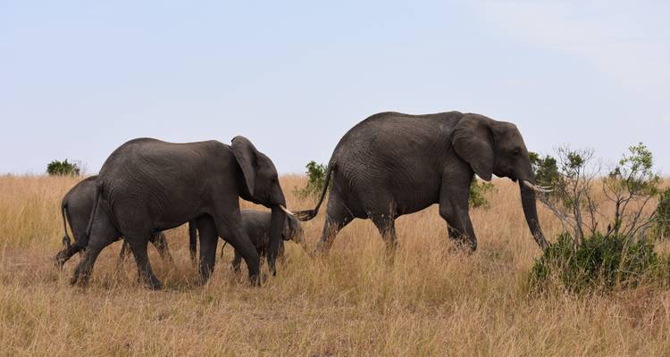 Famille d'éléphants traversant la plaine.