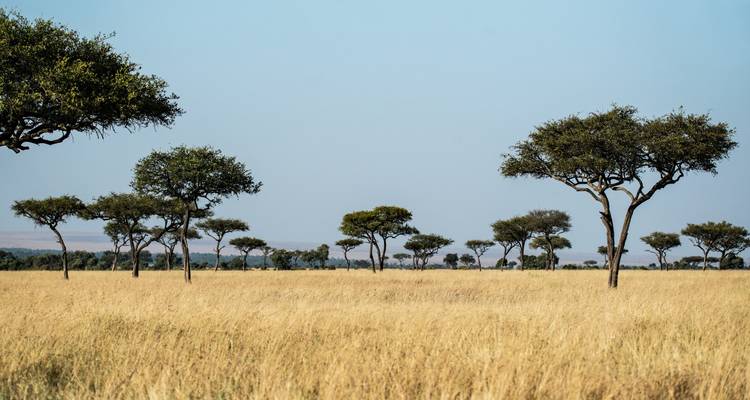 Paysage de savane avec des arbres épars.