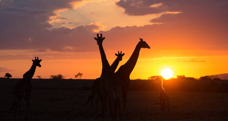 Giraffes against a vibrant sunset.