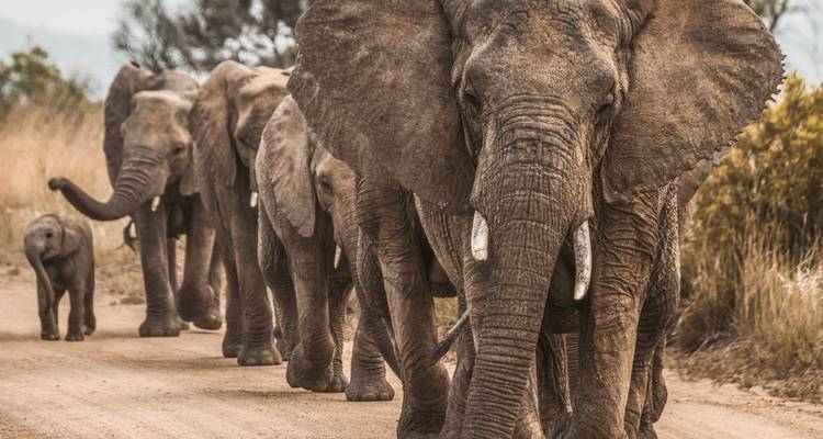 An elephant herd walking in a line.