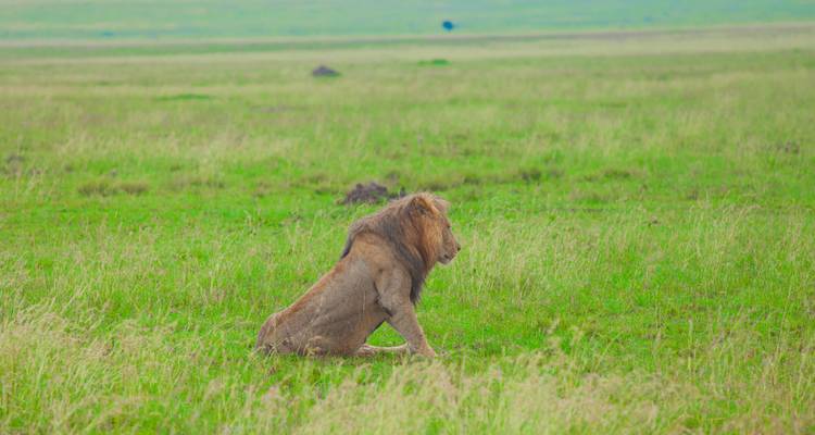 Safari de 5 jours et découverte de la faune sauvage du Serval - Zara Tours (Zara Tanzania Adventures) 2