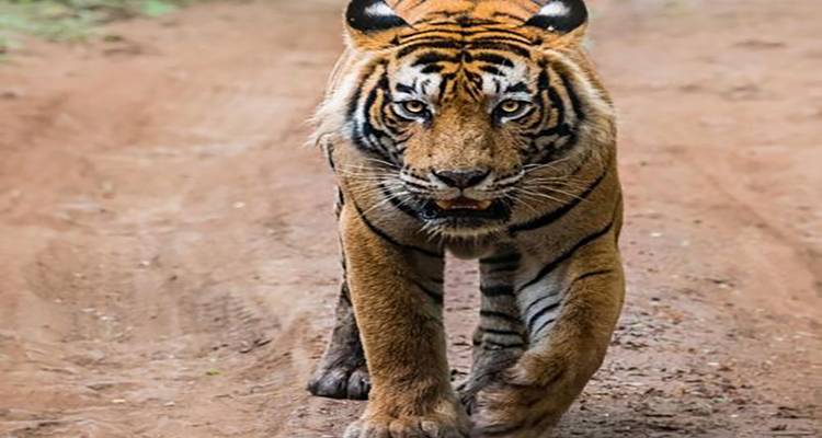 Tiger, der auf einem Waldweg läuft, in Bewegung eingefangen.