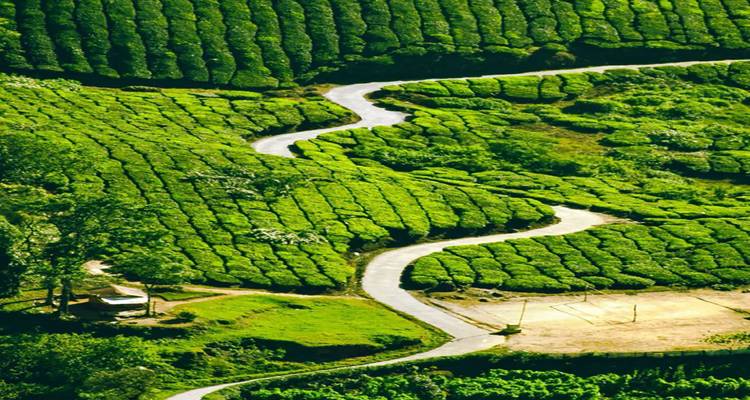 Kurvenreiche Straße, die sich durch üppige grüne Teeplantagen schlängelt.