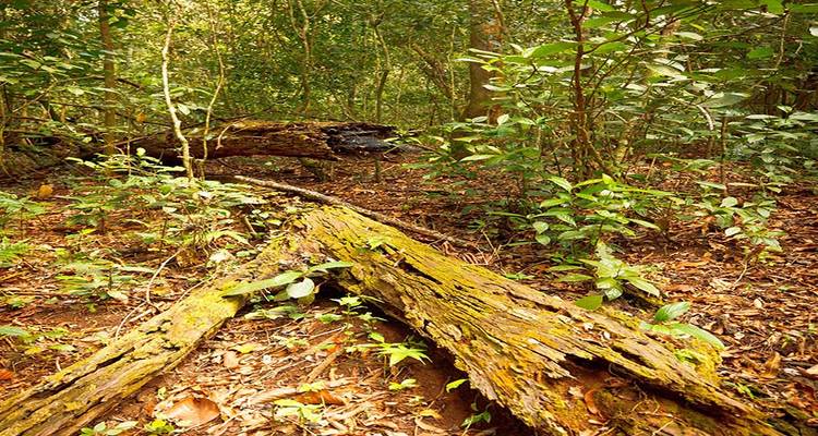 Forêt dense avec des troncs d'arbres tombés.