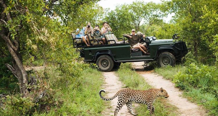 People on a safari jeep observing a leopard in the wild.
